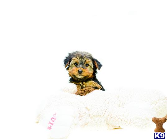 addisongood Picture 3